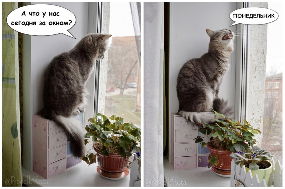 Котик понедельник