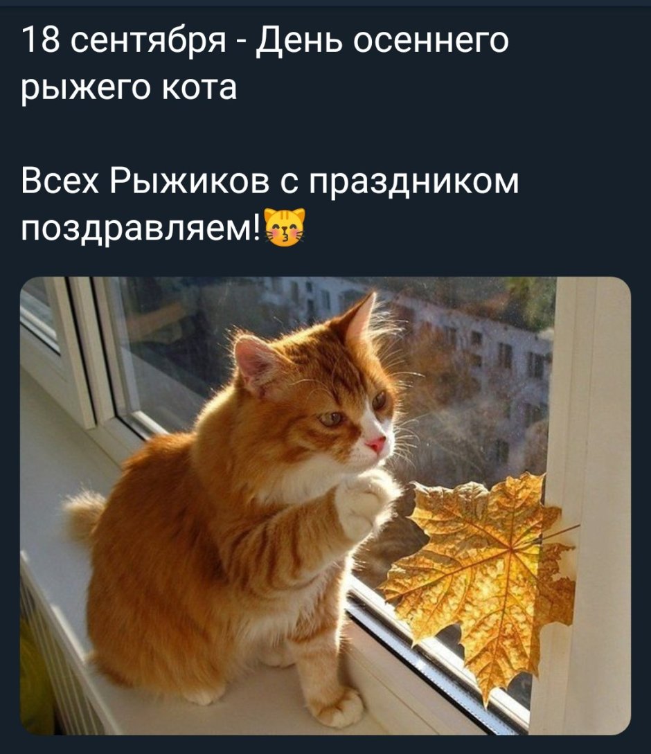 Осень и кот с надписью