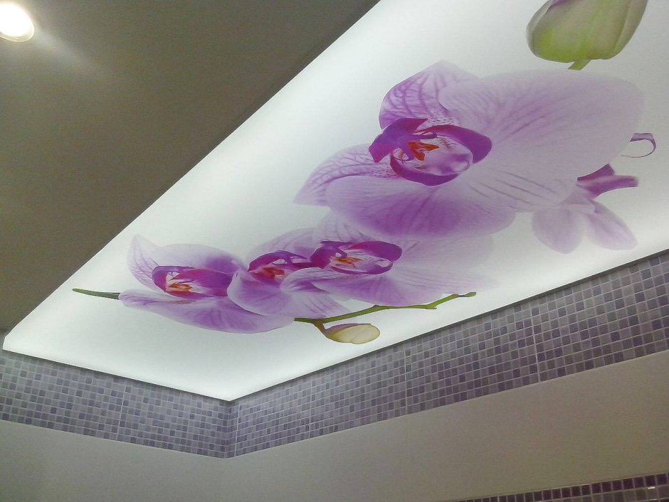Подвесные потолки с орхидеями