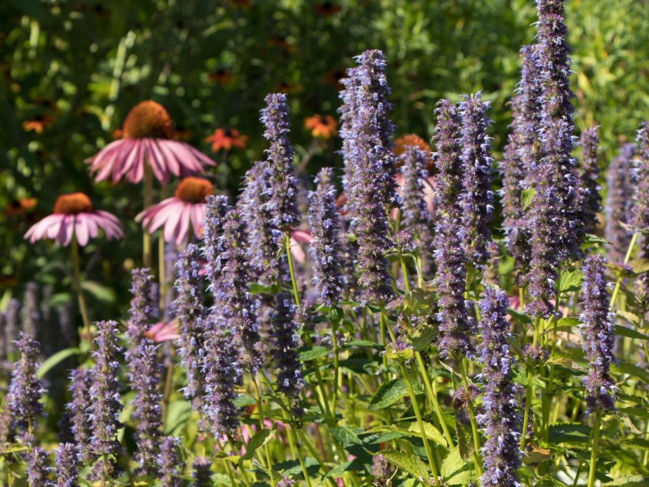Agastache rugosa