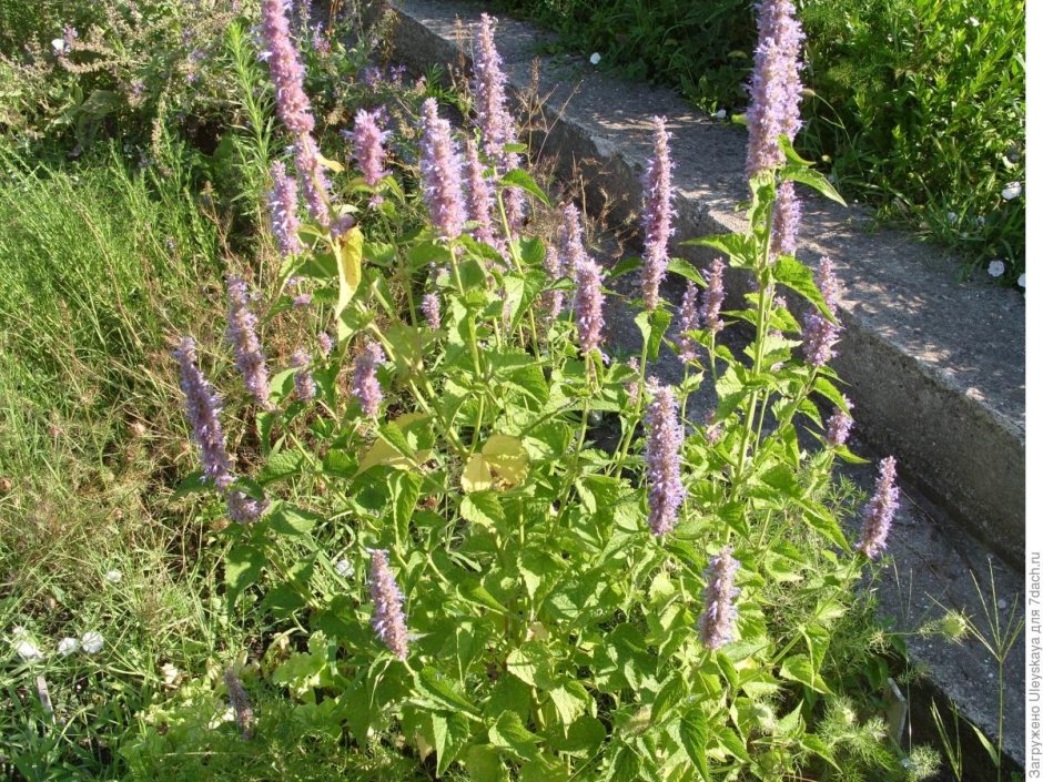 Лофант-иссоп анисовый