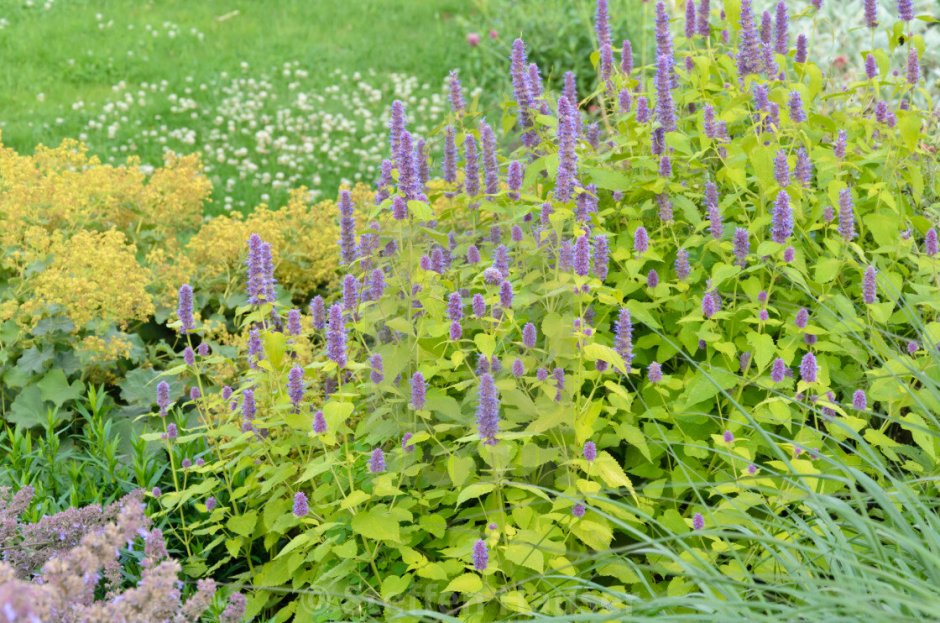 Лофант "Golden Jubilee" (Agastache)