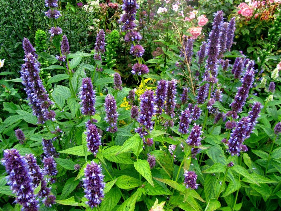 Anise Hyssop