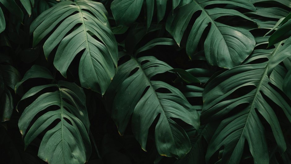 Monstera tenuis