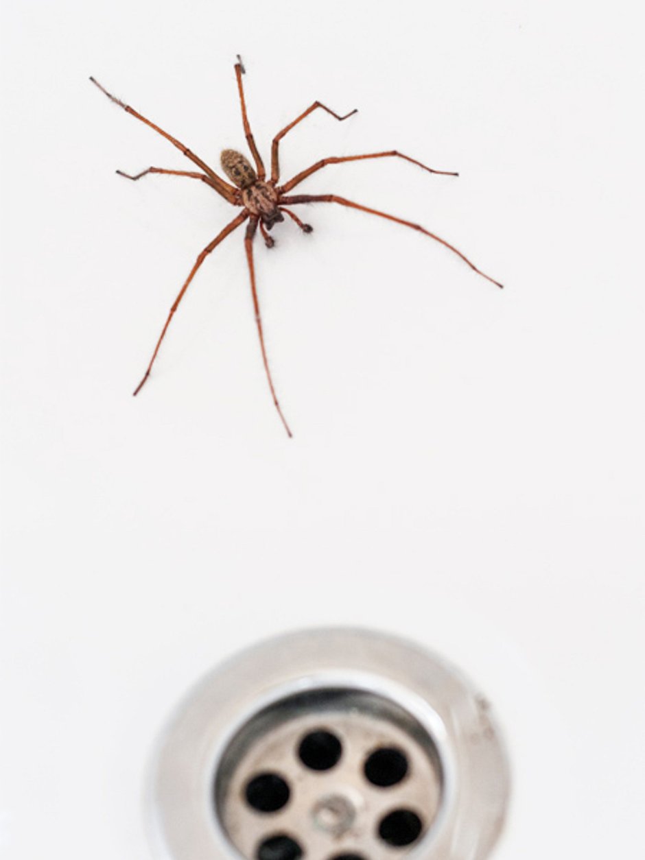 Большой паук в раковине в квартире