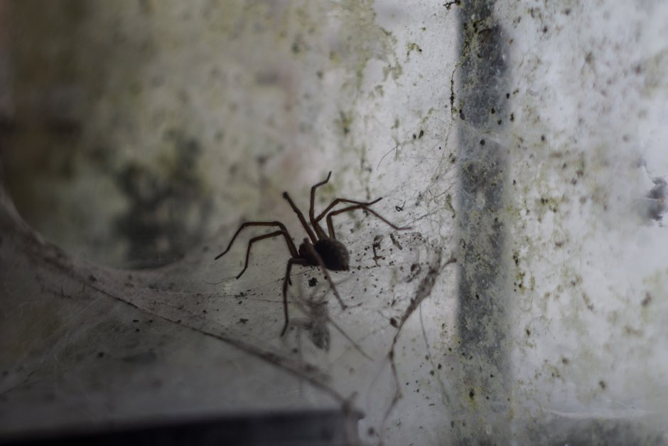 Ядовитые пауки в Сочи