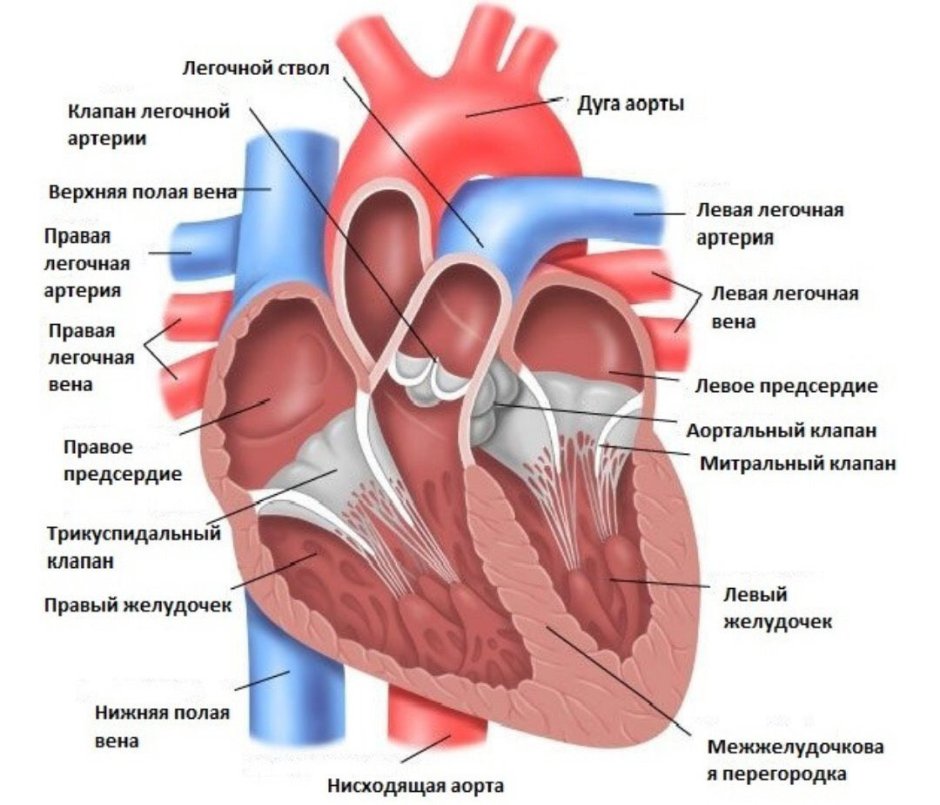 Искусственный митральный клапан сердца