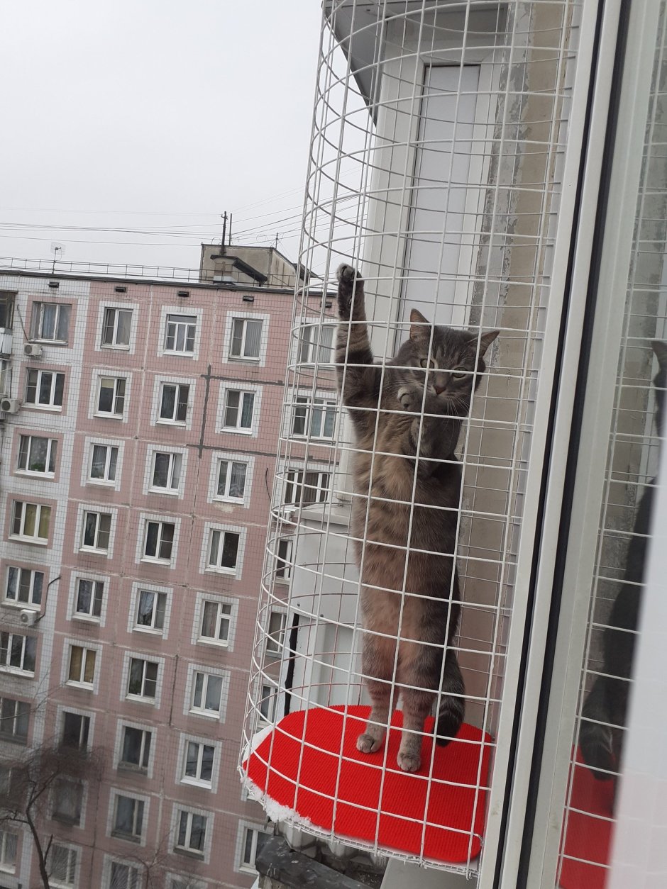 Кошачий балкон антикошка