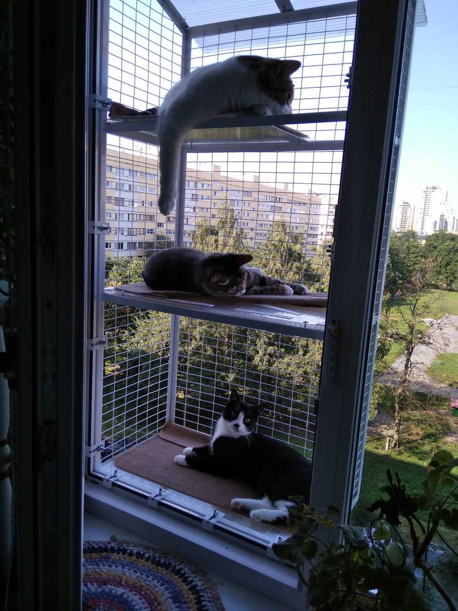 Балкон для кошек на окно