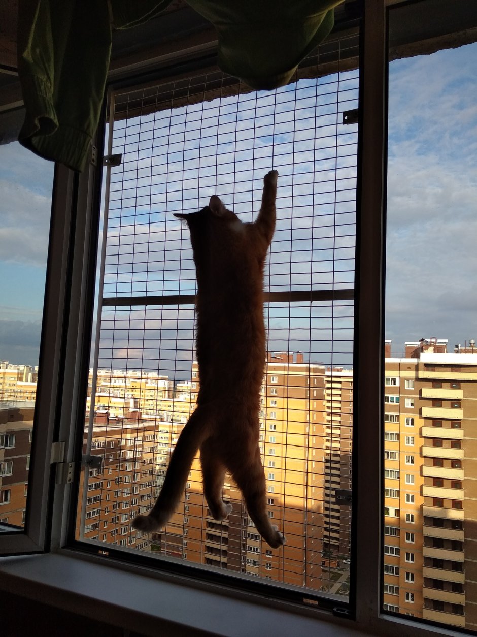 Оконные балконы для кошек