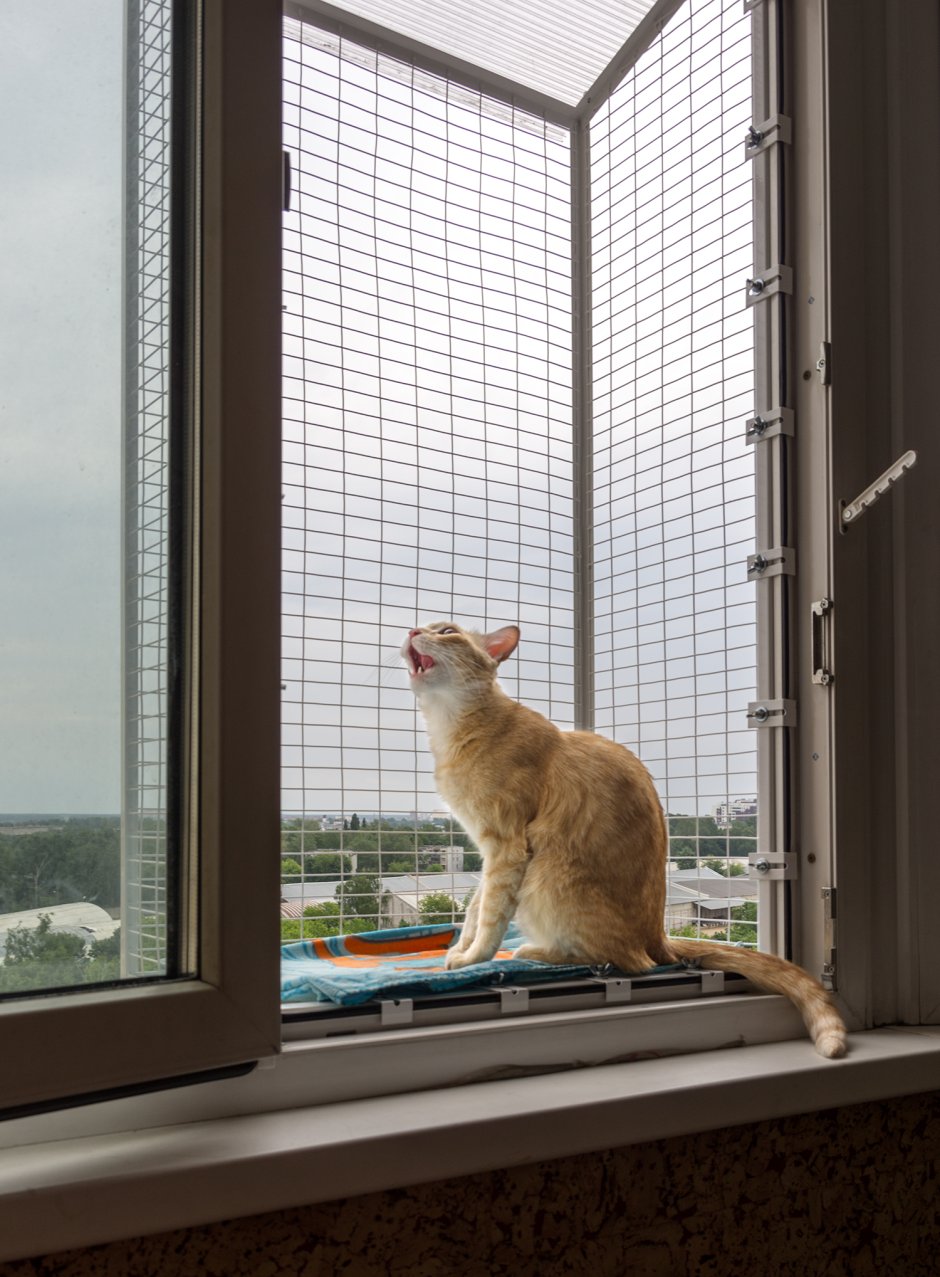 Кот заглядывает в окно