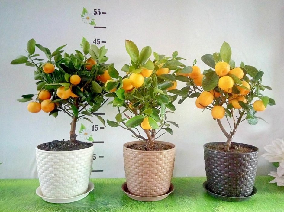 Алиса Карликовые деревья мандаринов лимона