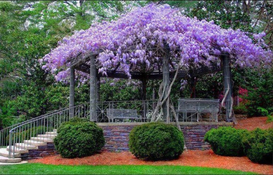 Красивые деревья