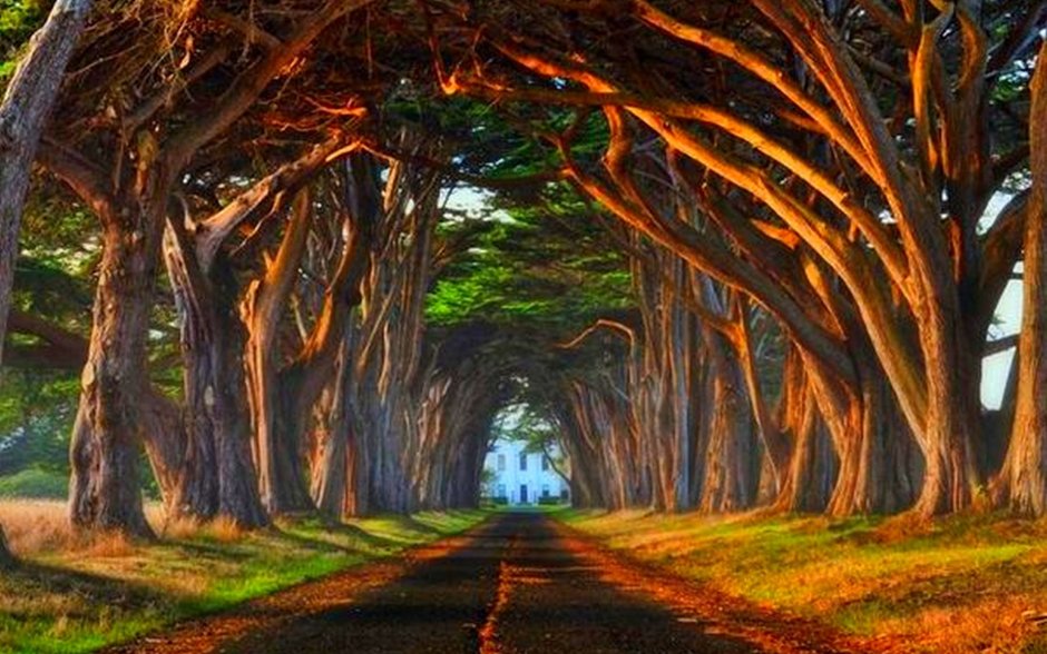 Кипарисовый туннель, национальный парк point Reyes, Калифорния