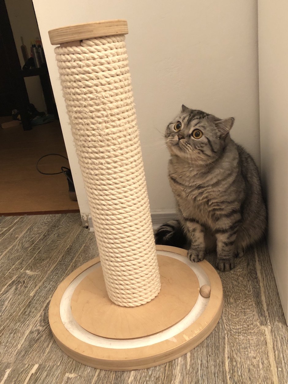 Смешной кот с когтеточкой
