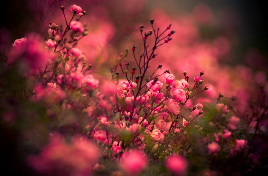 Розовый цвет в природе