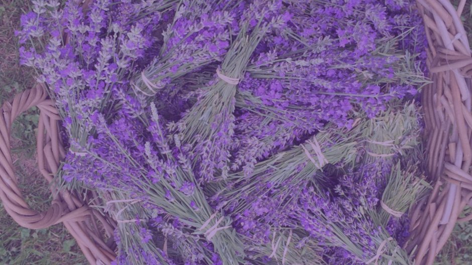 Лаванда (Lavandula) Эстетика