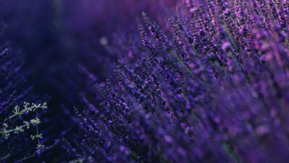 Лаванда Valence Deep Violet