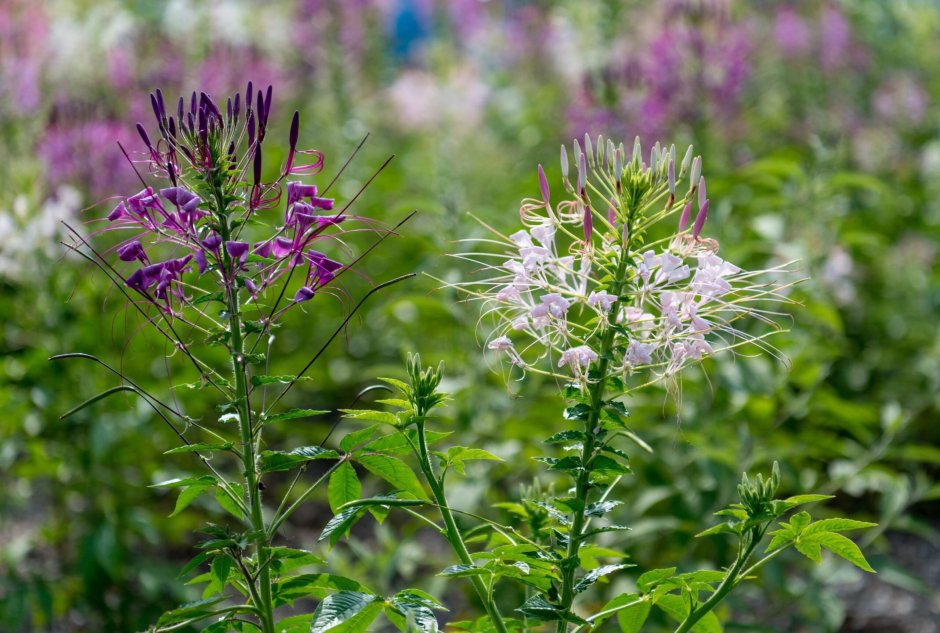 Cleome пурпурная