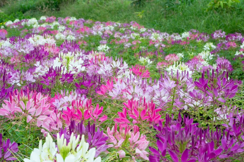 Клеома колючая Cleome spinosa