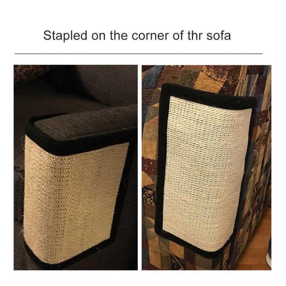 Кот шпатель