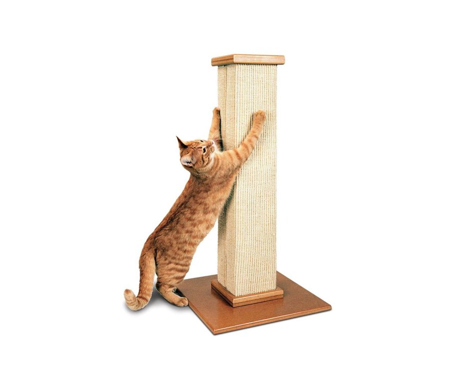 Кот на диване