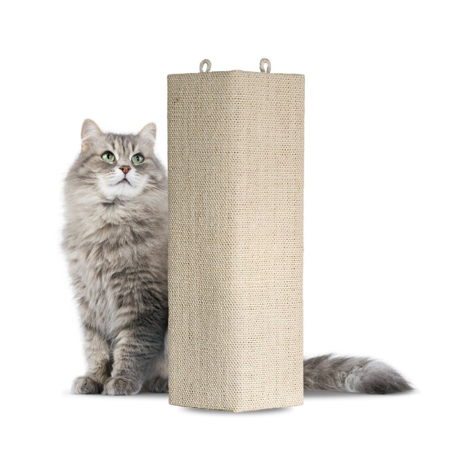 Cat Ramp
