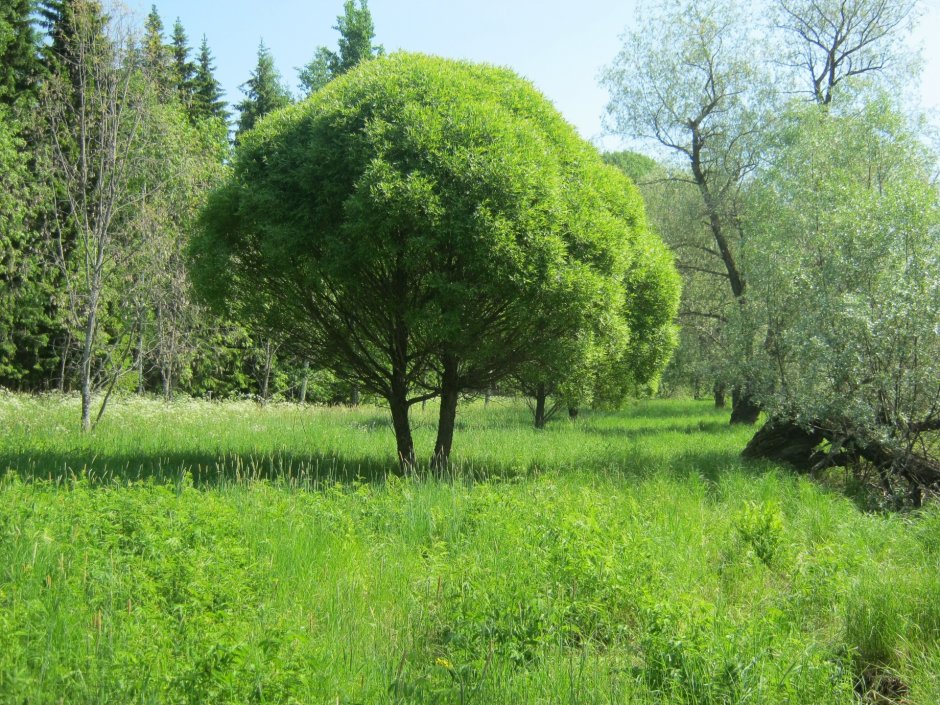 Ива ломкая bullata