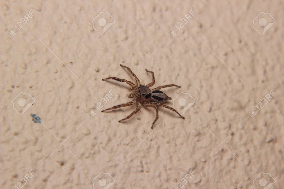 Маленький светло коричневый паук