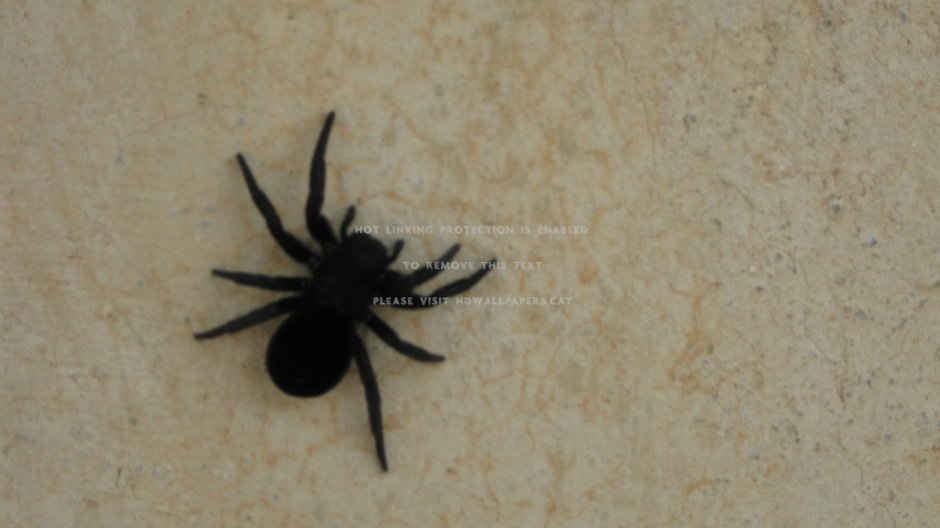 Маленький черный паук в доме