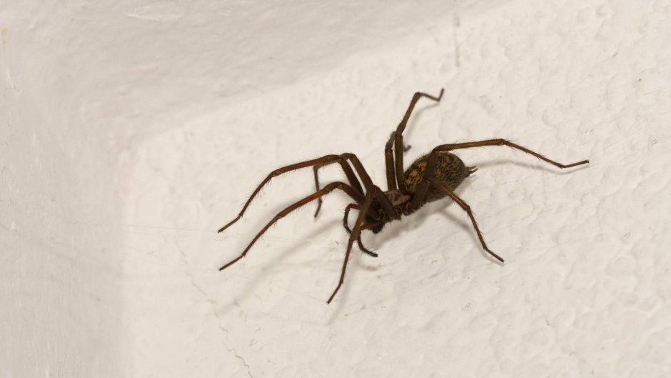 Опасные пауки в доме
