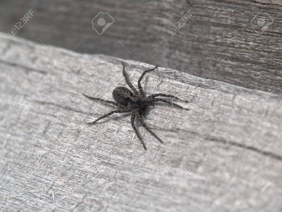 Маленький чёрный паук уличный