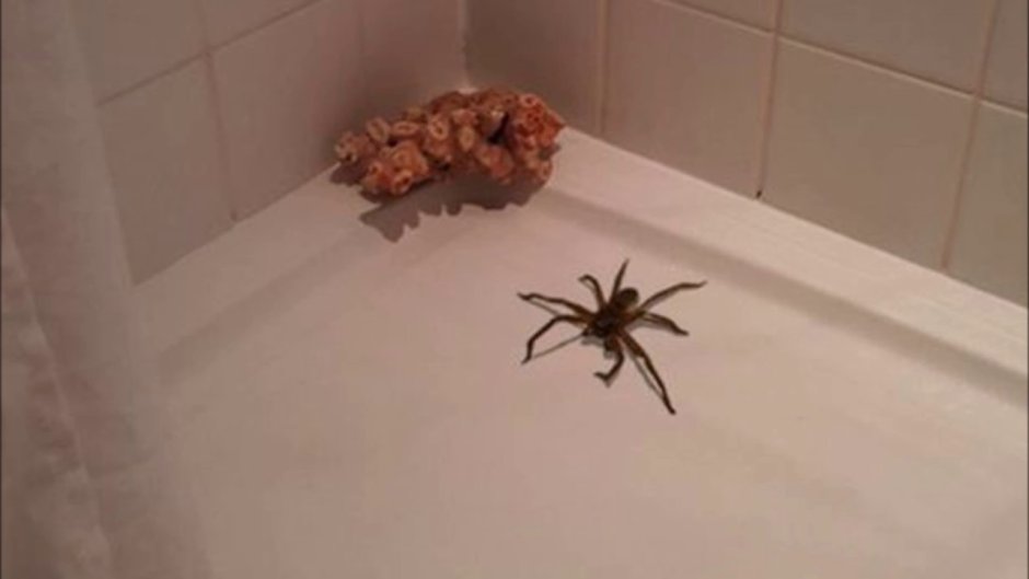 Большие пауки в ванной