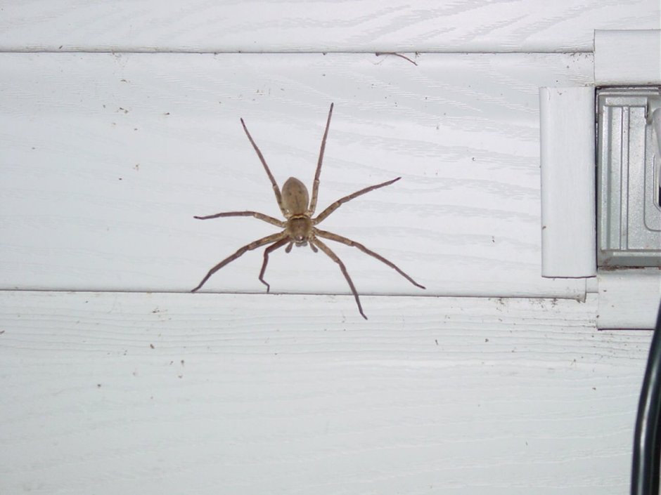 Бежевый паук в доме