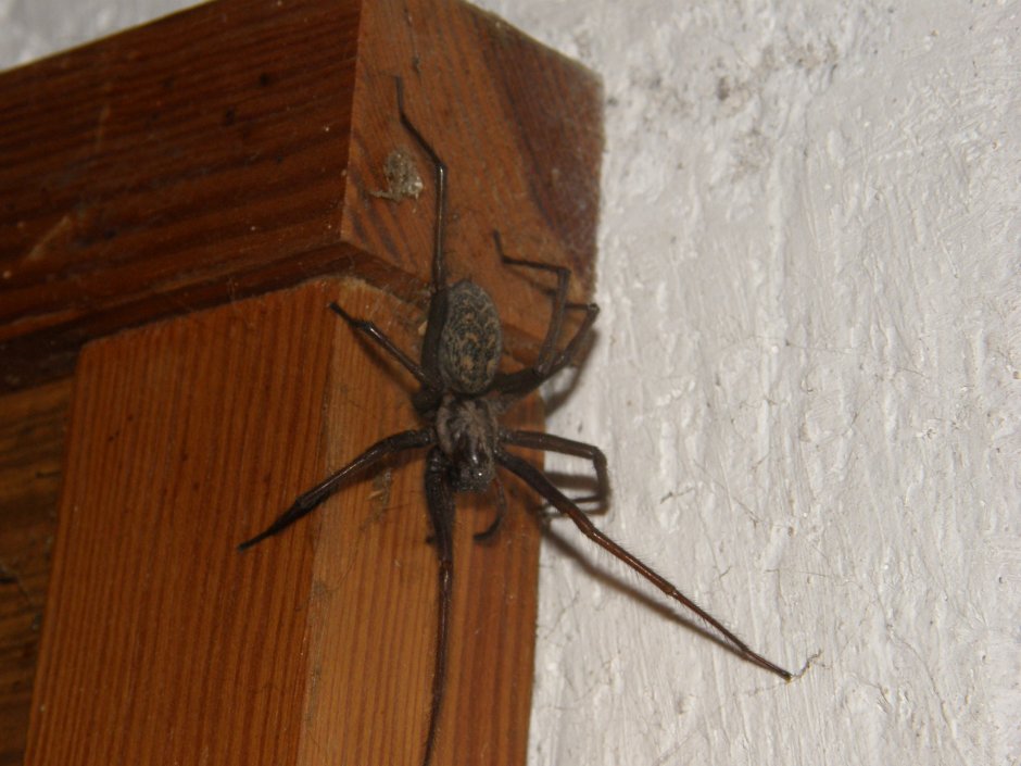 Черный Домовой паук
