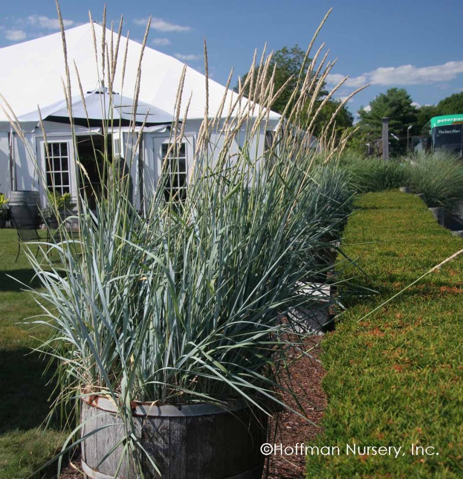 Колосняк (Элимус) песчаный Блю дюн