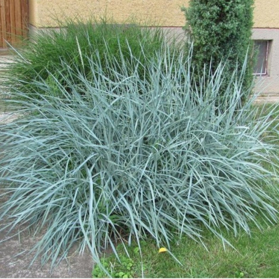 Ковыль Stipa в саду