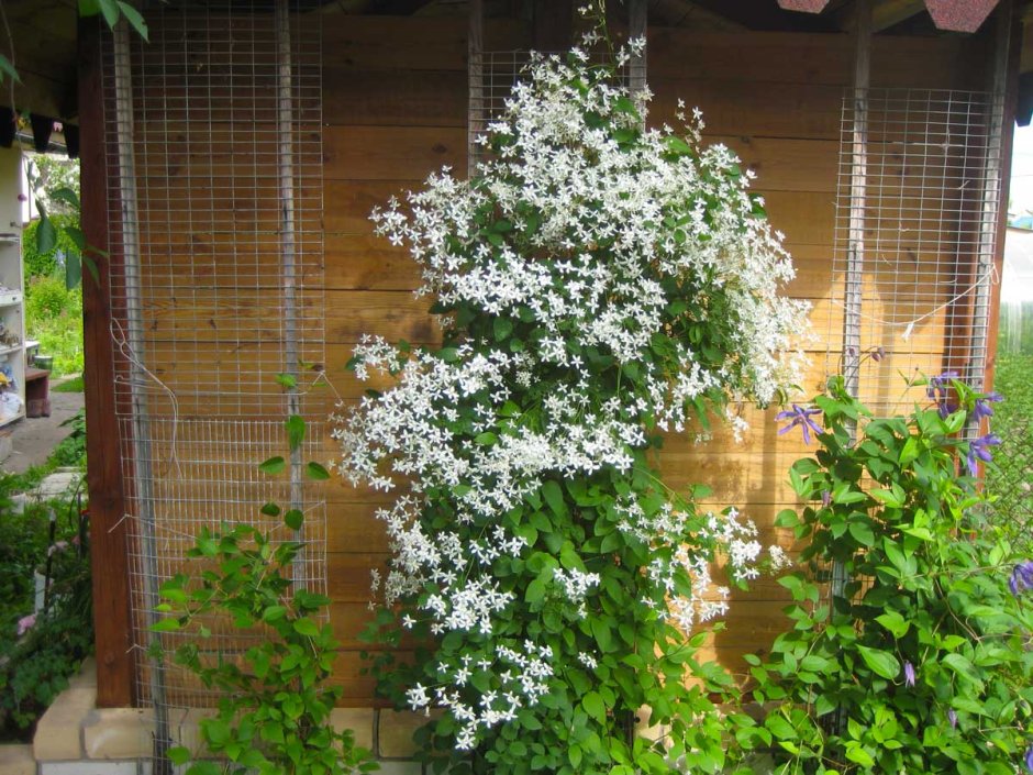Клематис маньчжурский мелкоцветковый