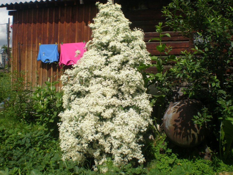 Клематис белый мелкоцветковый