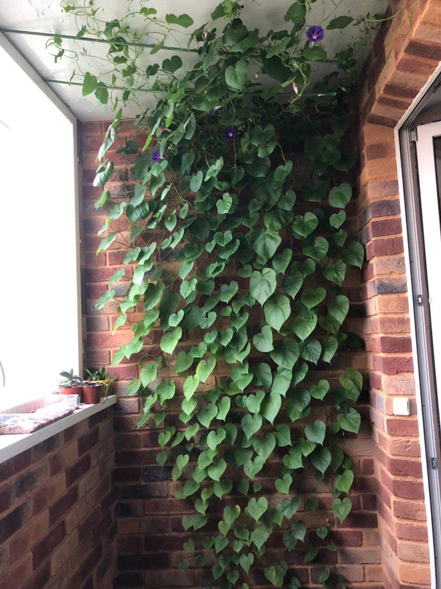 Ипомея пурпурная на балконе