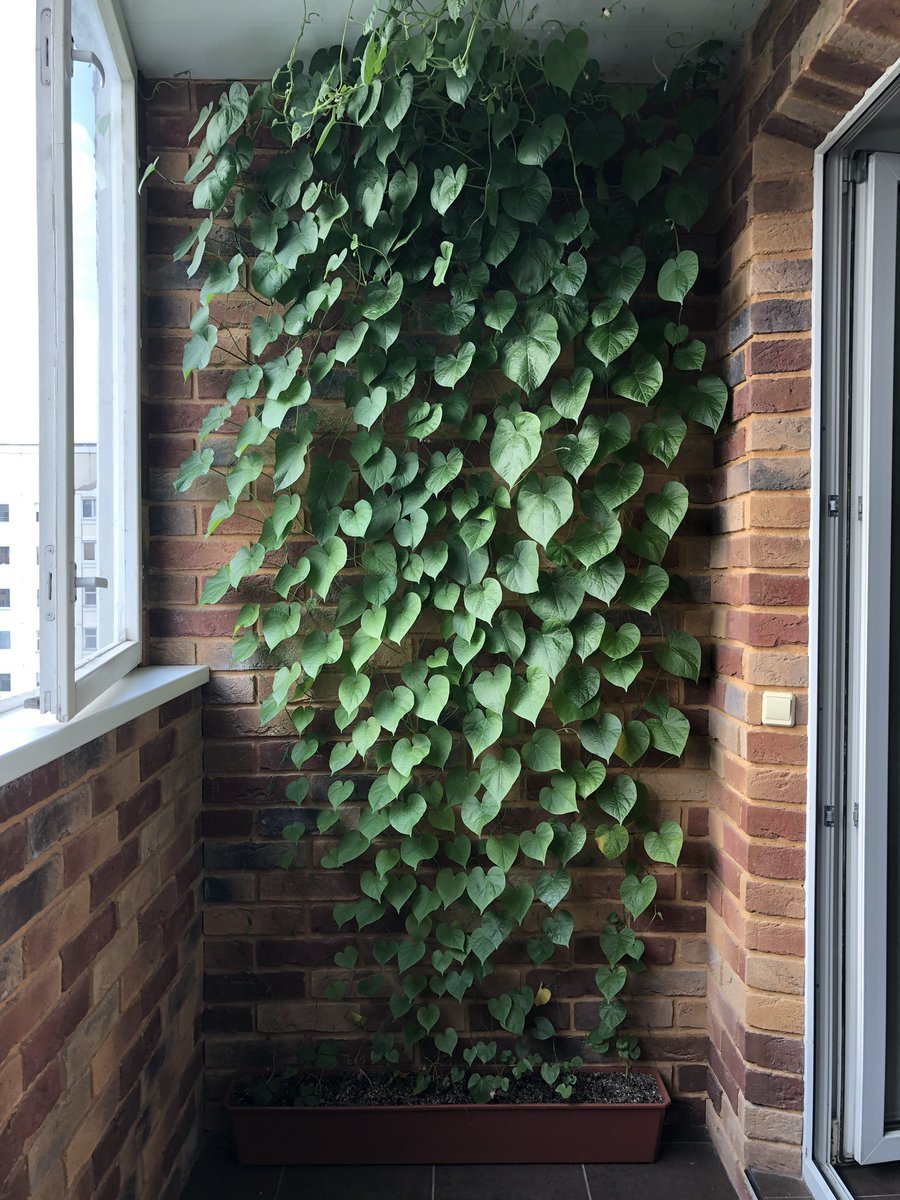 Плющ Хмель Вьюнок