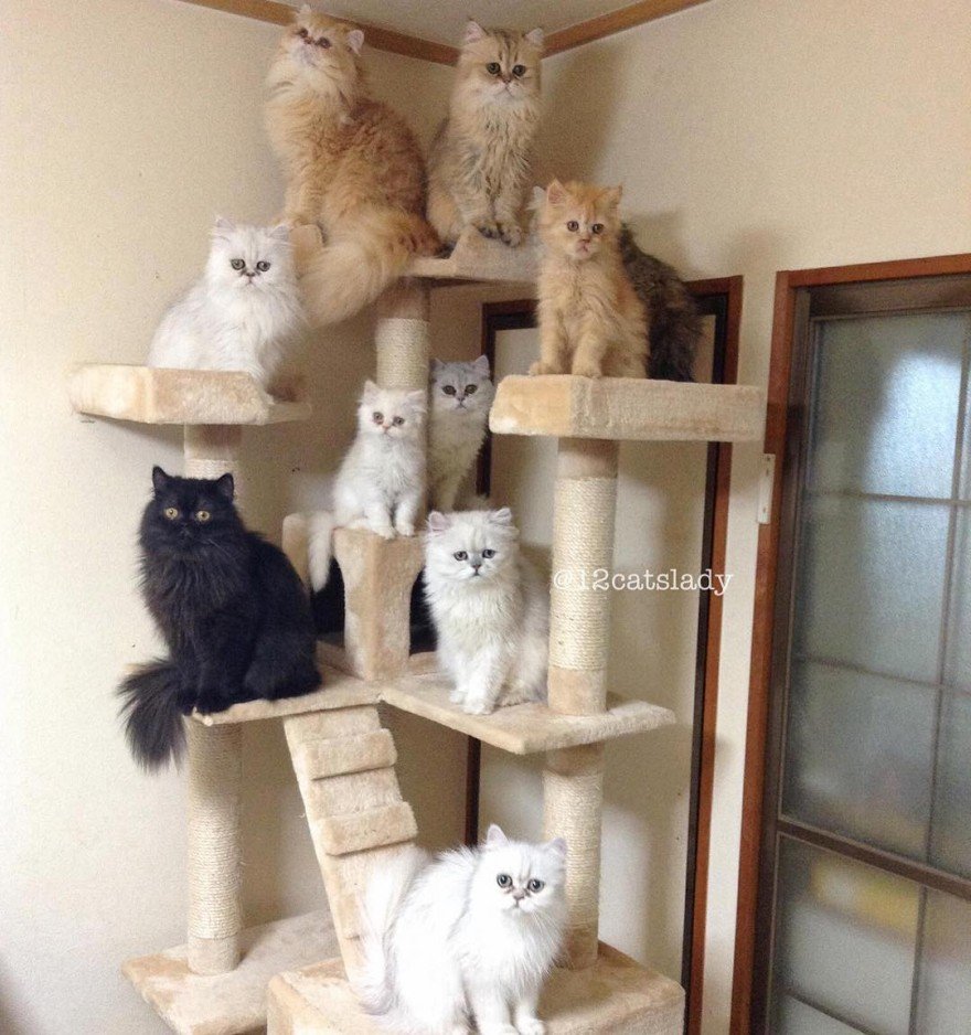 Красивые кошки в квартире