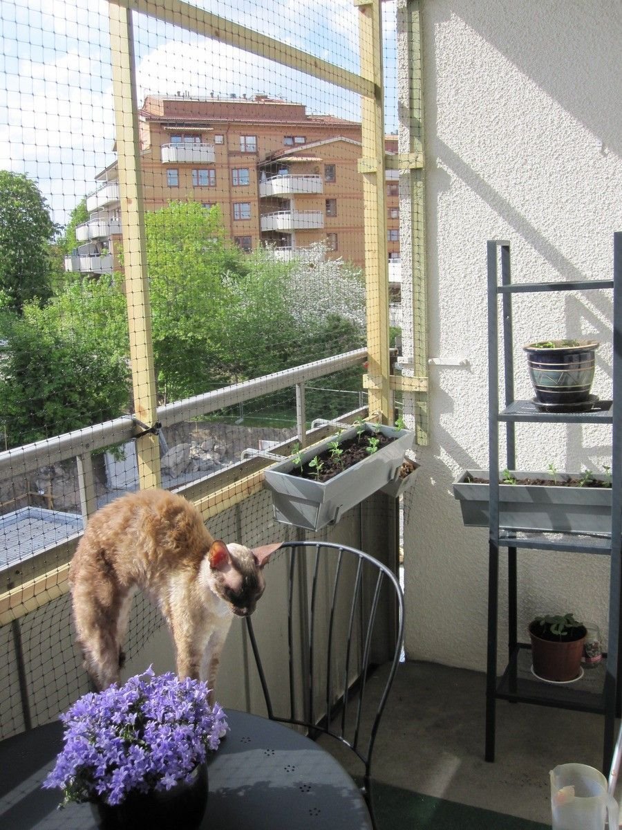 Кошачий балкон. Балкончик антикошка. Балкон-антикошка katfreedom.. Клетка на балкон для кошек. Вольер антикошка.