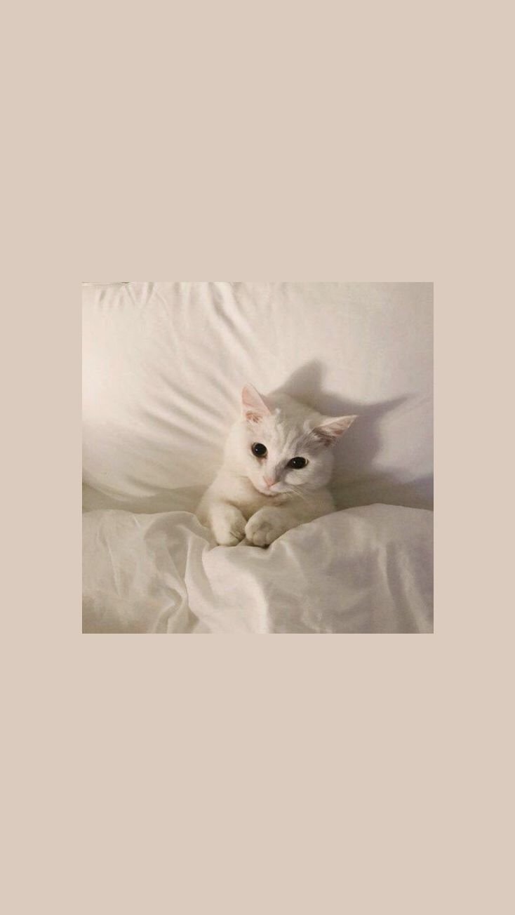 Обои с котиками Эстетика
