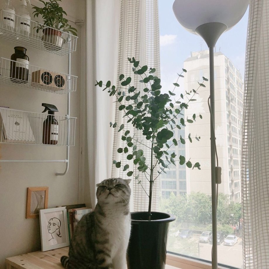 Котики в квартире. Эстетика
