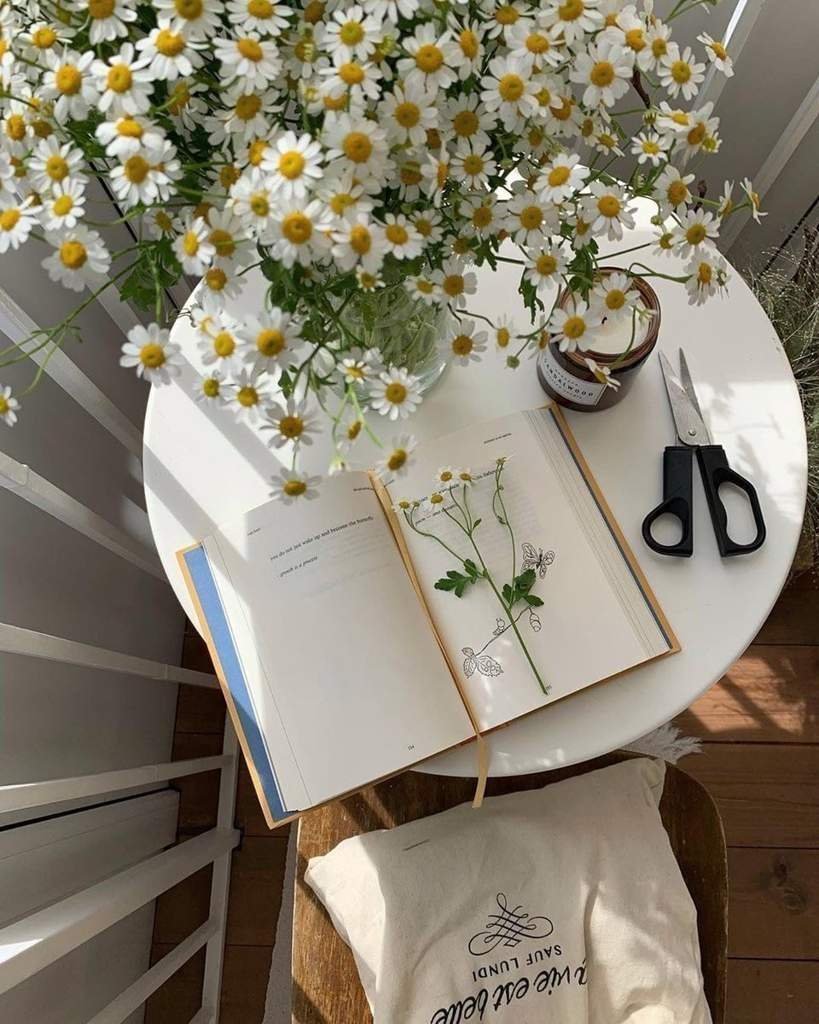 Букет ромашек Эстетика