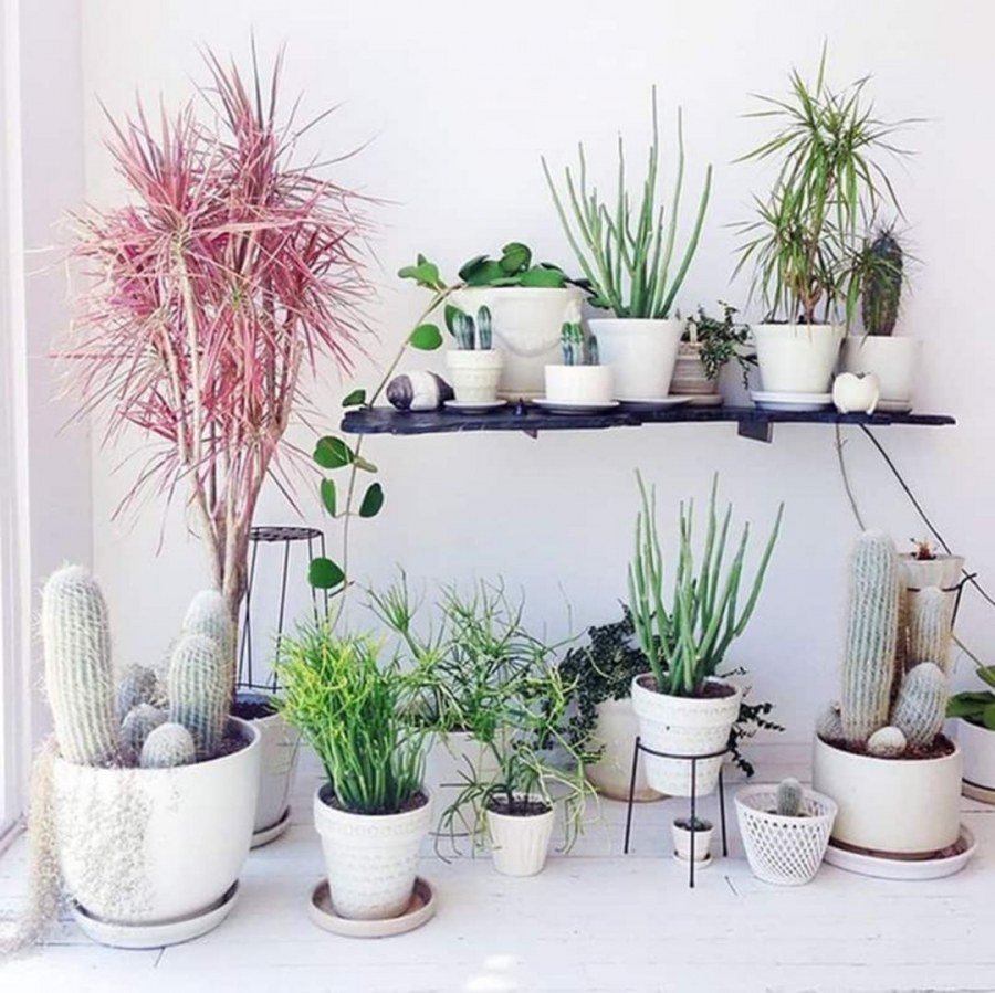 Декоративные растения для комнаты