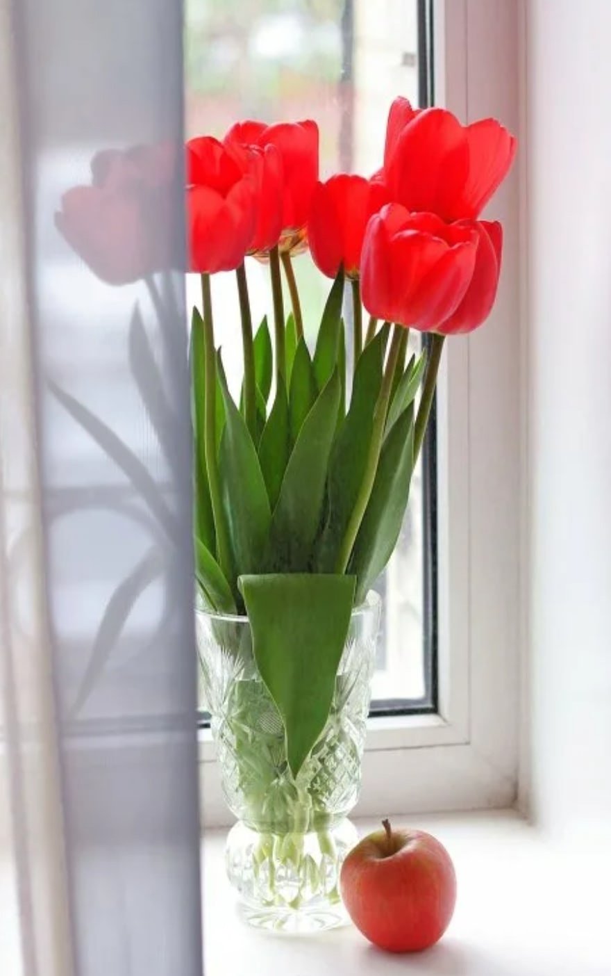 Цветы на подоконнике тюльпаны