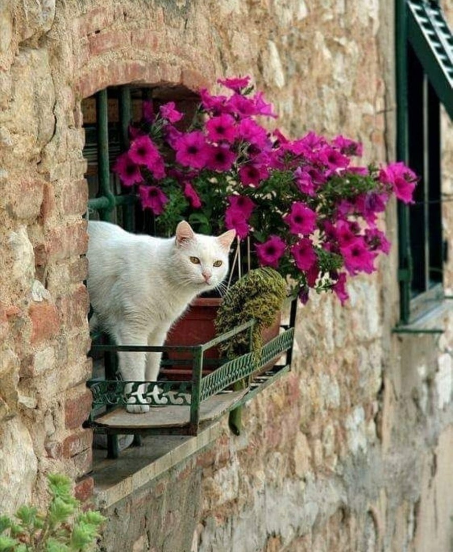 Котик на балконе