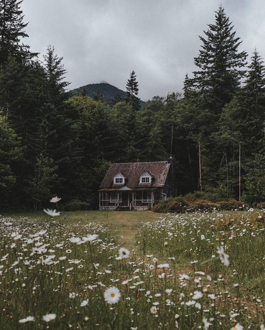 Деревенский лес Эстетика